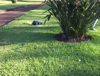 JAPA jackass-pulando argustos pt.1