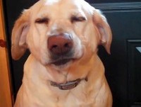 Os 10 cachorros mais arrependidos da internet