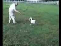 Videos Engraçados de Animais