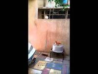 Kitten Fails Big Jump Attempt!