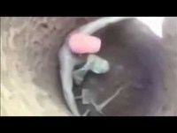 O buraco fedorento   videos engraçados