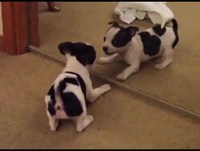 Animais engraçados vs Espelho - animais engraçados Compilações 2015