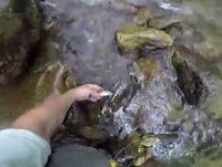 Brook Trout 21 June 2014