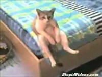 Divertidos e Legais - Vídeos Engraçados para Morrer de Rir mais Visto Youtube 2013 2014