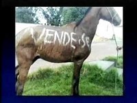 Programa do jô Placas e faixas