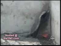 Animais Inteligentes