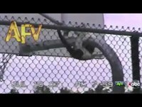 Epic Cat Gymnast Imitates Fireman - AFV