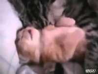 Gatinho tem pesadelo e a mamãe o abraça1