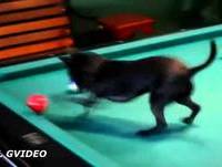 VIDEOS DE "ANIMAIS ENGRAÇADOS"