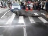 Flagra Elefante-marinho  aparece nas Ruas de Balneário Camboriú SC