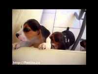 Meg clube-animais engraçados