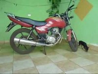 animais engraçados da internet