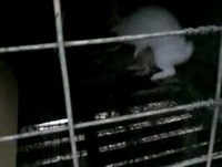 Coelhos_dando_uma_Rapidinha_engracado