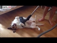 Videos engraçados 2015 animal engraçado