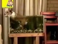 Vídeos engraçados pequenos para whatsapp