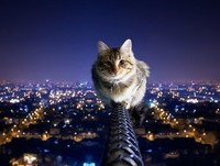 Funny Cat Videos - Episode 4 - Funny Cats - Funny Animals - Fail Compilation - Cats Fails