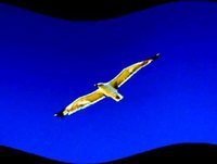 Miguel de Oliveira - Arranjos para Banda ( V ) "Somos Livres"(Ermelinda Duarte)