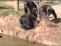 Os Animais podem ser bobões   Compilação