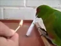 Papagaio enrolando beck e fumando maconha ' Papagaio maconheiro 4:20 '