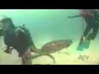 Video Cassetadas com Animais