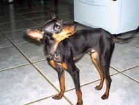 ANIMAIS ENGRAÇADOS.wmv