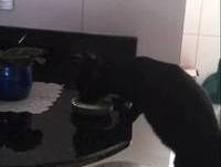 cat drinking milk