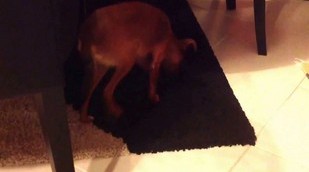 Cookie de Alexandria