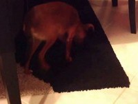 Cookie de Alexandria