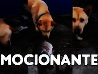 Emocionante, cachorro tentando salvar os peixes! - Vídeos Engraçados™