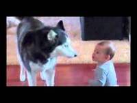 Videos Engraçados de crianças com animais na internet