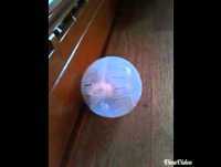 Mr bean learns to roll!