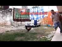 Whatsapp Vídeos Engraçados Inédito 2015 - O Ataque do Irmão da Galinha Pintadinha