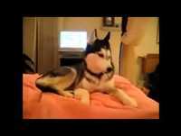 Cane che parla...ahahah...che ridere...non ci credo!