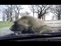 os animais mais engraçados e malandros da net