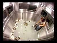 Pegadinha  Animais no elevador SILVIO SANTOS 2014