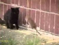 Rato Gigante Ataca Gatos - É pra Rir