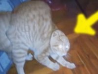 Videos Engraçados - Funny Videos - Videos Engraçados Para Rir