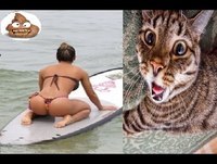 Videos engraçados - Melhores videos engraçados 2014  Videos para rir videos mais engraçados 2014