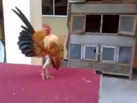 Whatsapp Videos Engraçados Inéditos 2015 - O Marido da Galinha Pintadinha