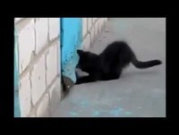 Gato-Herói Salva Cachorro Preso