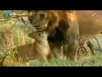 Os Leão - Zé Pedro Vasconcelos - 5 Para a Meia Noite