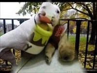 Top Animais Engraçados