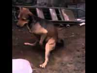 Videos engraçados de animais