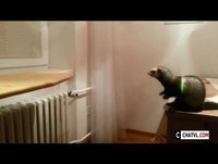 Animais Engraçados 2015