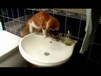 Funny cats fail compilation 2